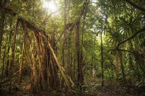 Wa Ale in Mergui Archipel:  Forest Exploring