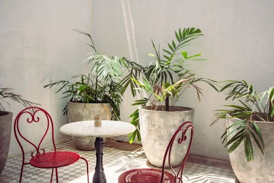 Fort Bazaar à Galle:  Banyan