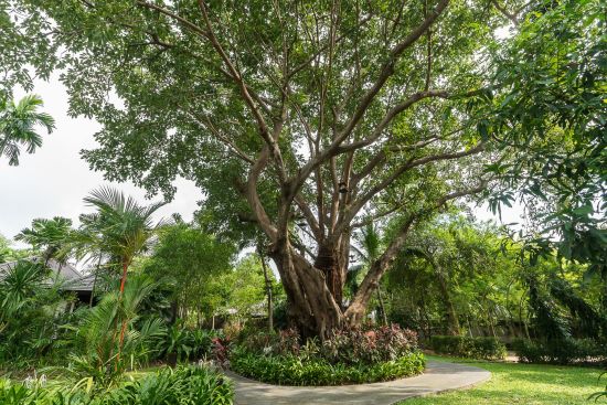 Sea Sand Sun Resort & Villas in Pattaya:  Garden