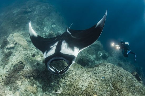 Misool Eco Resort in Sorong:  Diving