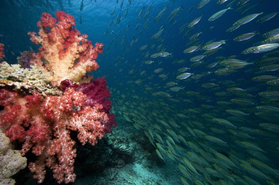 Misool Eco Resort in Sorong:  Underwater world