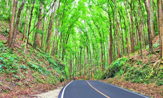 Bohol Beach Club:  Bilar Man Made Forest