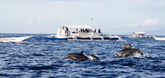 Bohol Beach Club:  Dolphin Watching