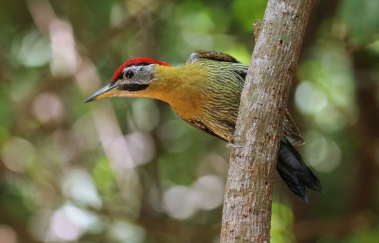 Balis stille Schönheiten ab Südbali: West Bali National Park | Woodpecker