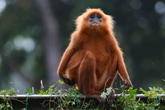 TaWOW - Naturschätze Sabahs ab Tawau: Tawau Hills Park Wildlife