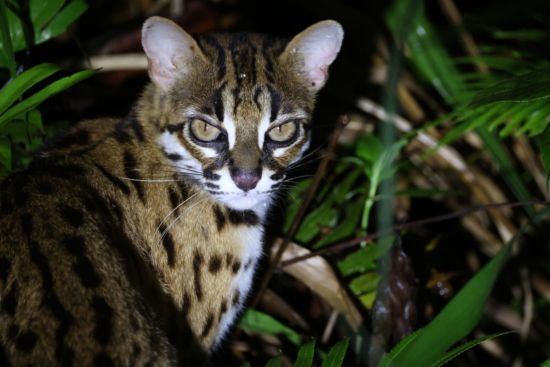 TaWOW - Naturschätze Sabahs ab Tawau: INIKEA Conservation Area | Wildlife