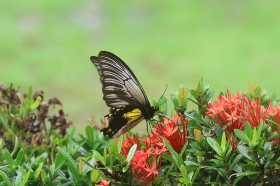 TaWOW - Naturschätze Sabahs ab Tawau: INIKEA Conservation Area | Wildlife