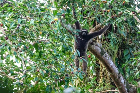 TaWOW - Naturschätze Sabahs ab Tawau: Tawau Hills Park Wildlife
