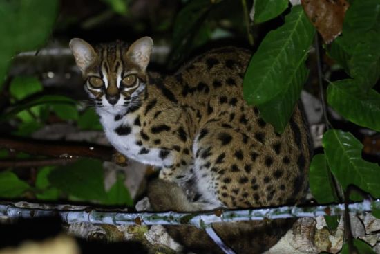 TaWOW - Naturschätze Sabahs ab Tawau: INIKEA Conservation Area | Wildlife