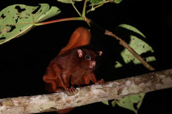 TaWOW - Naturschätze Sabahs ab Tawau: INIKEA Conservation Area | Wildlife