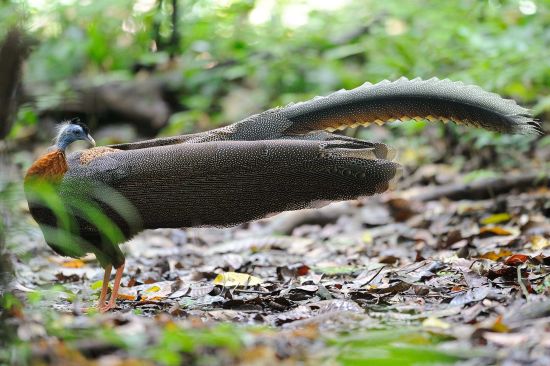 Borneo Wildlife / Borneo Rainforest Lodge ab Kota Kinabalu: Borneo Rainforest Lodge | Great Argus