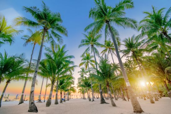 Oceanica Resort Panglao à Bohol:  West wing Beachfront