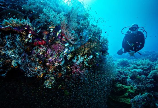 Tilar Siro Andamans in Andamanen:  Diving