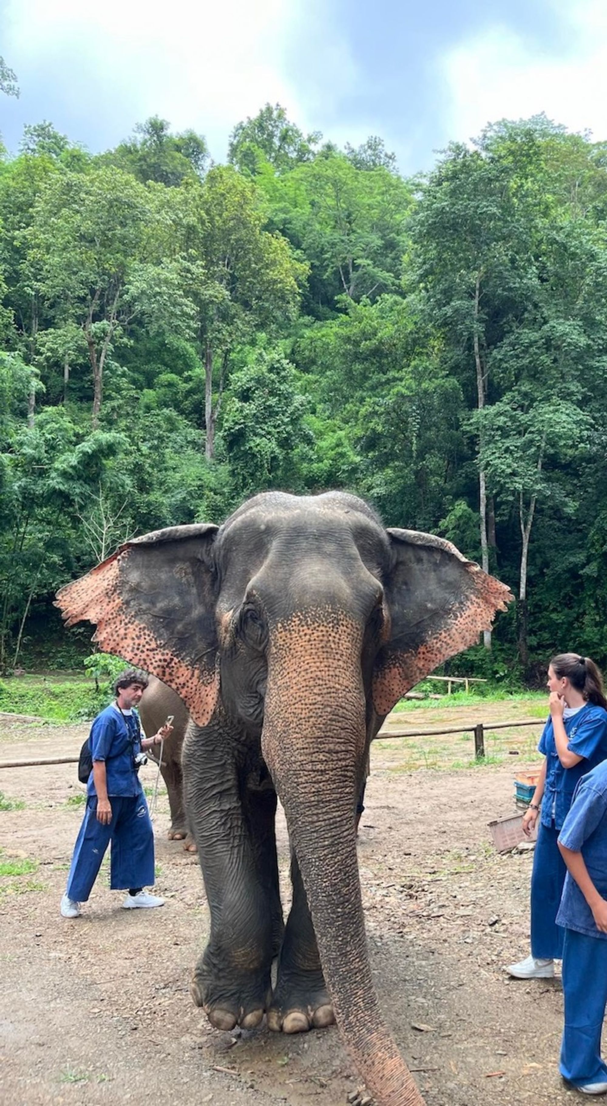 Expérience avec les éléphants à Chiang Mai: Thai Elephant Home