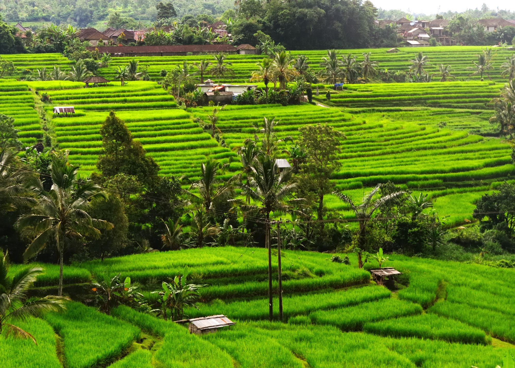 Bali aktiv erleben ab Südbali: Bali Jatiluwih Rice terraces
