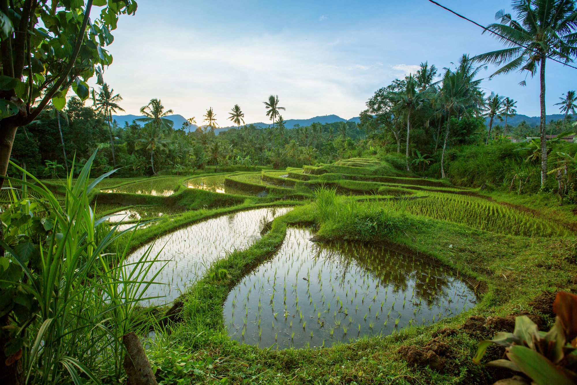 Au coeur de Bali à Sud de Bali: Bali Jatiluwih Rice terraces