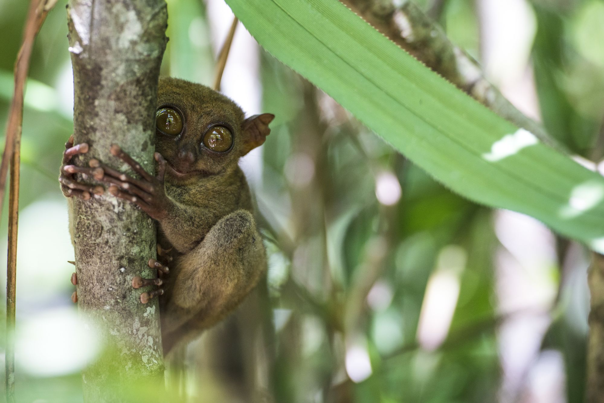 Tour de Bohol: Bohol Tarsier
