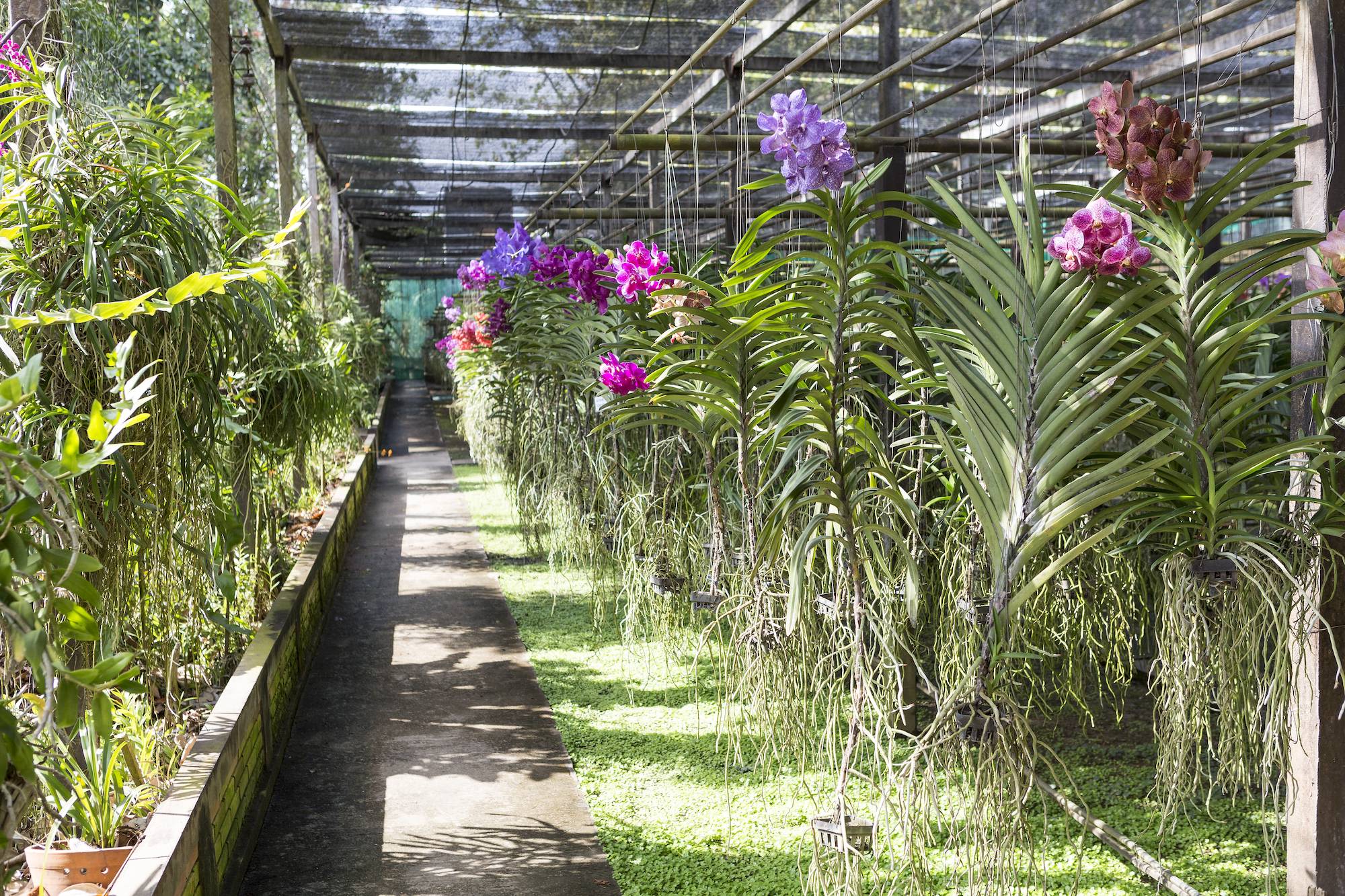 Bergstämme & Orchideen in Chiang Mai: Orchid Farm