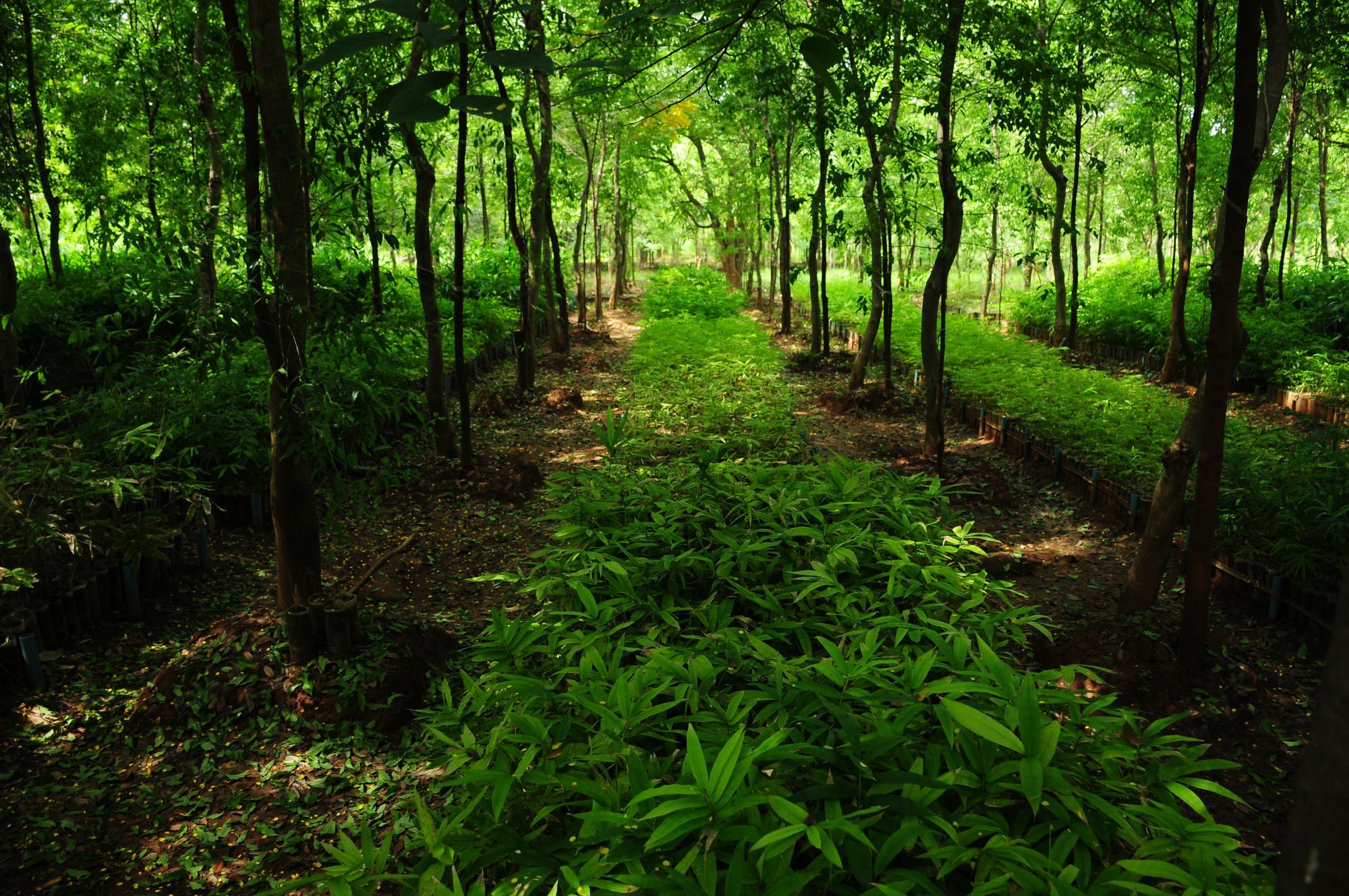 Vie authentique le long de la rivière Dohtawaddy à Mandalay: Yadanar bamboo & sandalwood farm