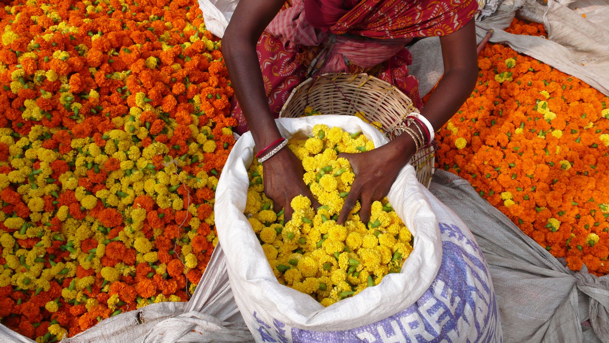 Good Morning Mumbai: India Flower Market
