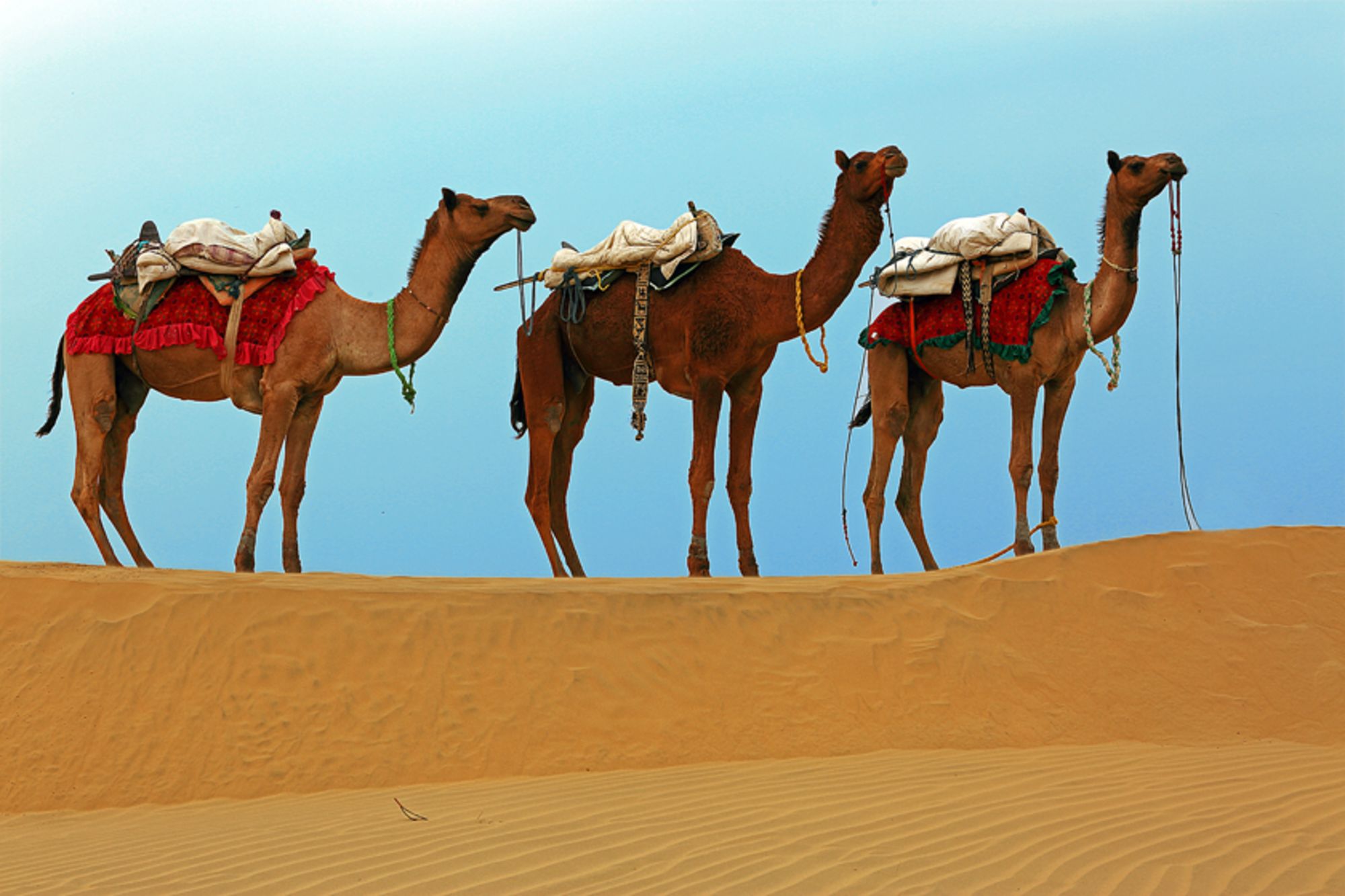 Rawalkot in Jaisalmer: Camels