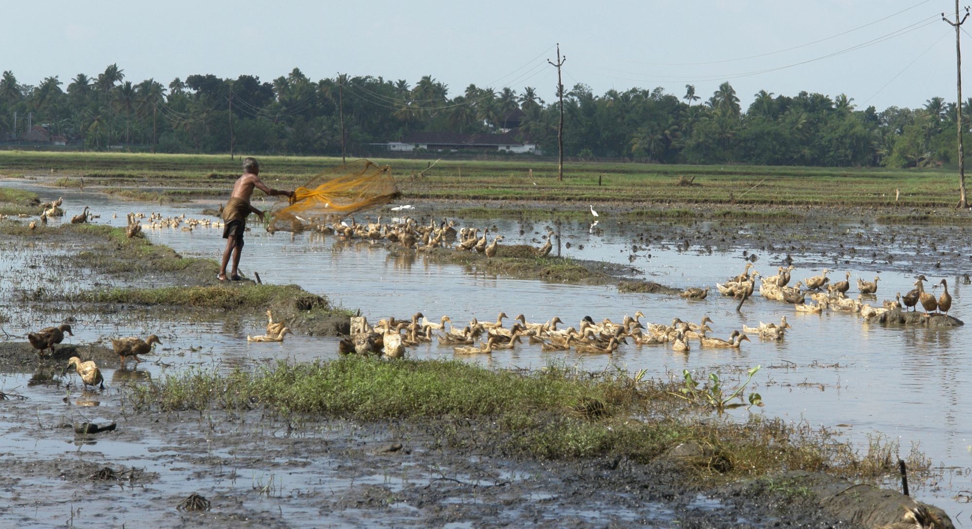 Coconut Lagoon in Kumarakom: Backwaters: Ducks