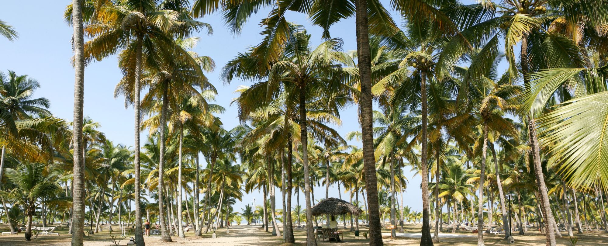 Marari Beach Resort in Mararikulam:  Garden Marari Beach Resort