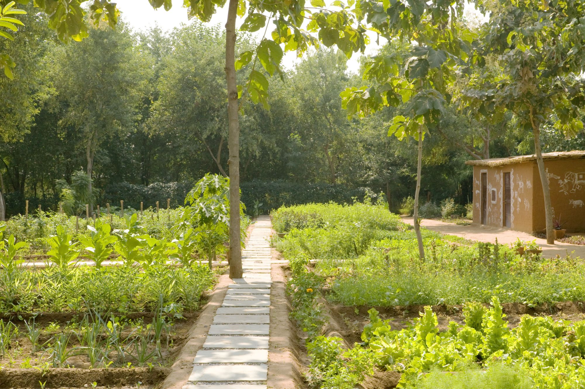 Aman-i-Khas in Ranthambore: Organic Garden