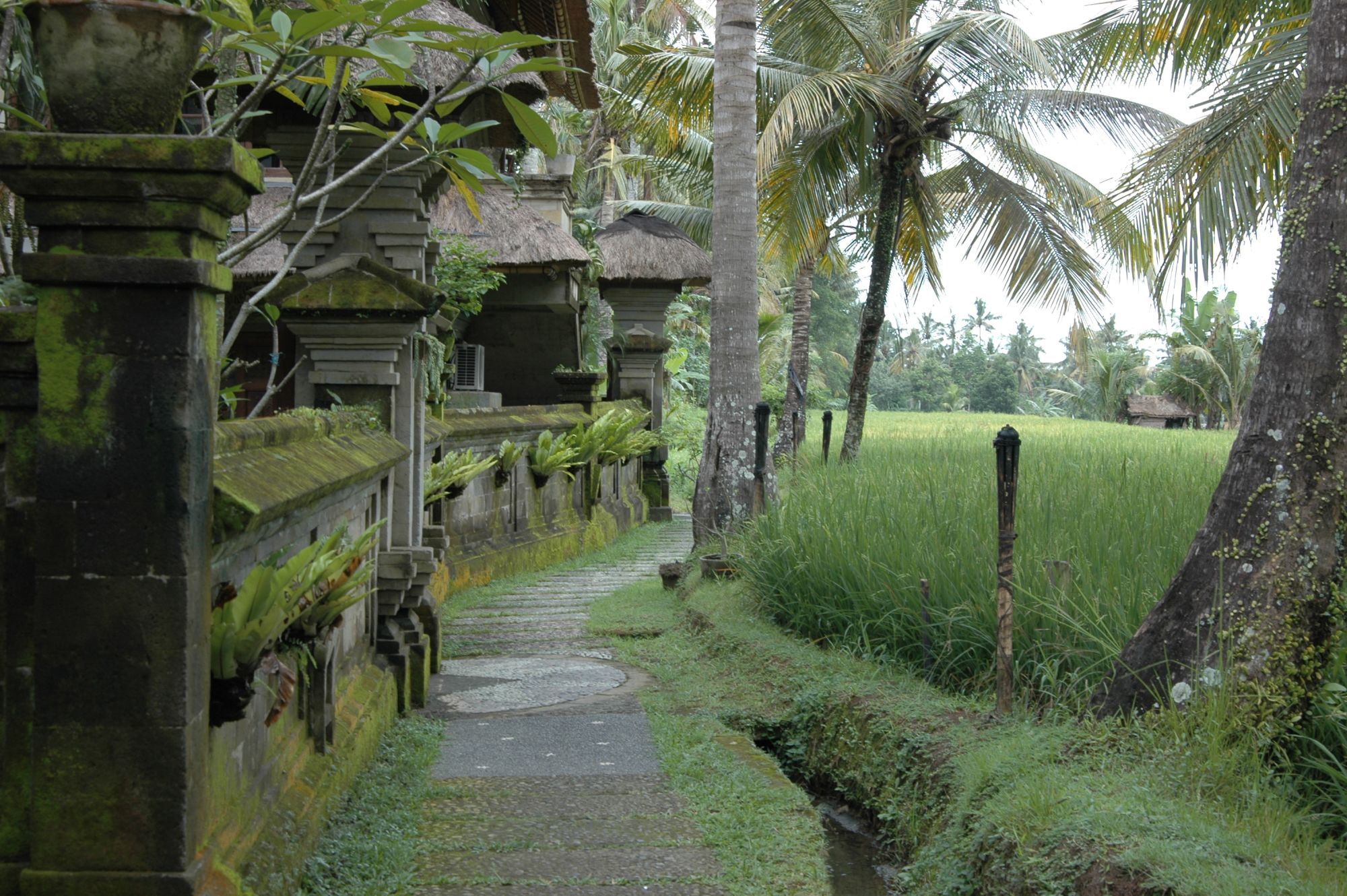 Alam Jiwa in Ubud: Ricefields