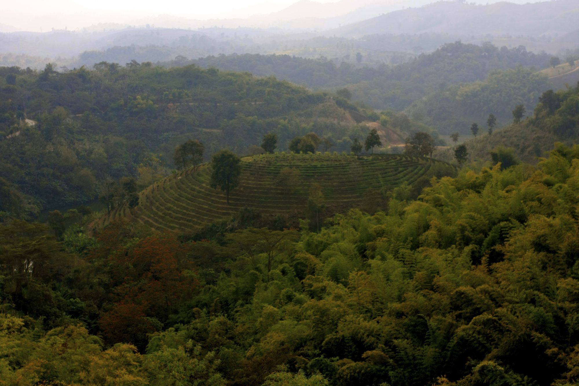 Phu Chaisai Mountain Resort in Mae Chan: Tea Plantation