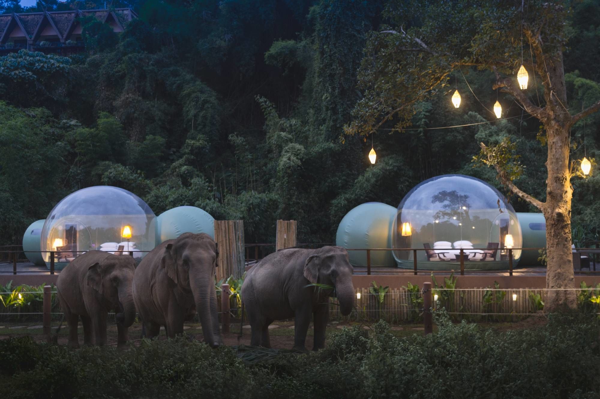 Anantara Golden Triangle Elephant Camp & Resort à Triangle d'Or: Jungle Bubbles at Dawn