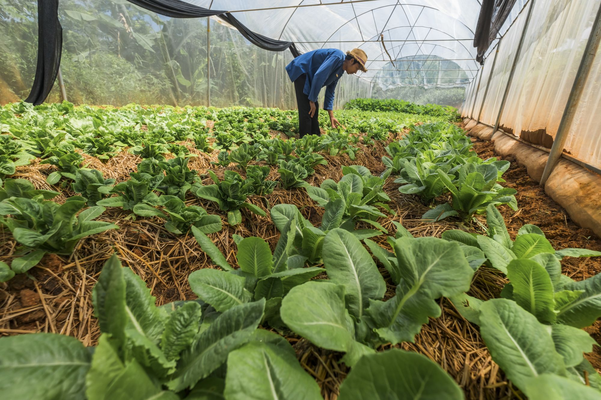 Phu Chaisai Mountain Resort in Mae Chan: Vegetable Farm