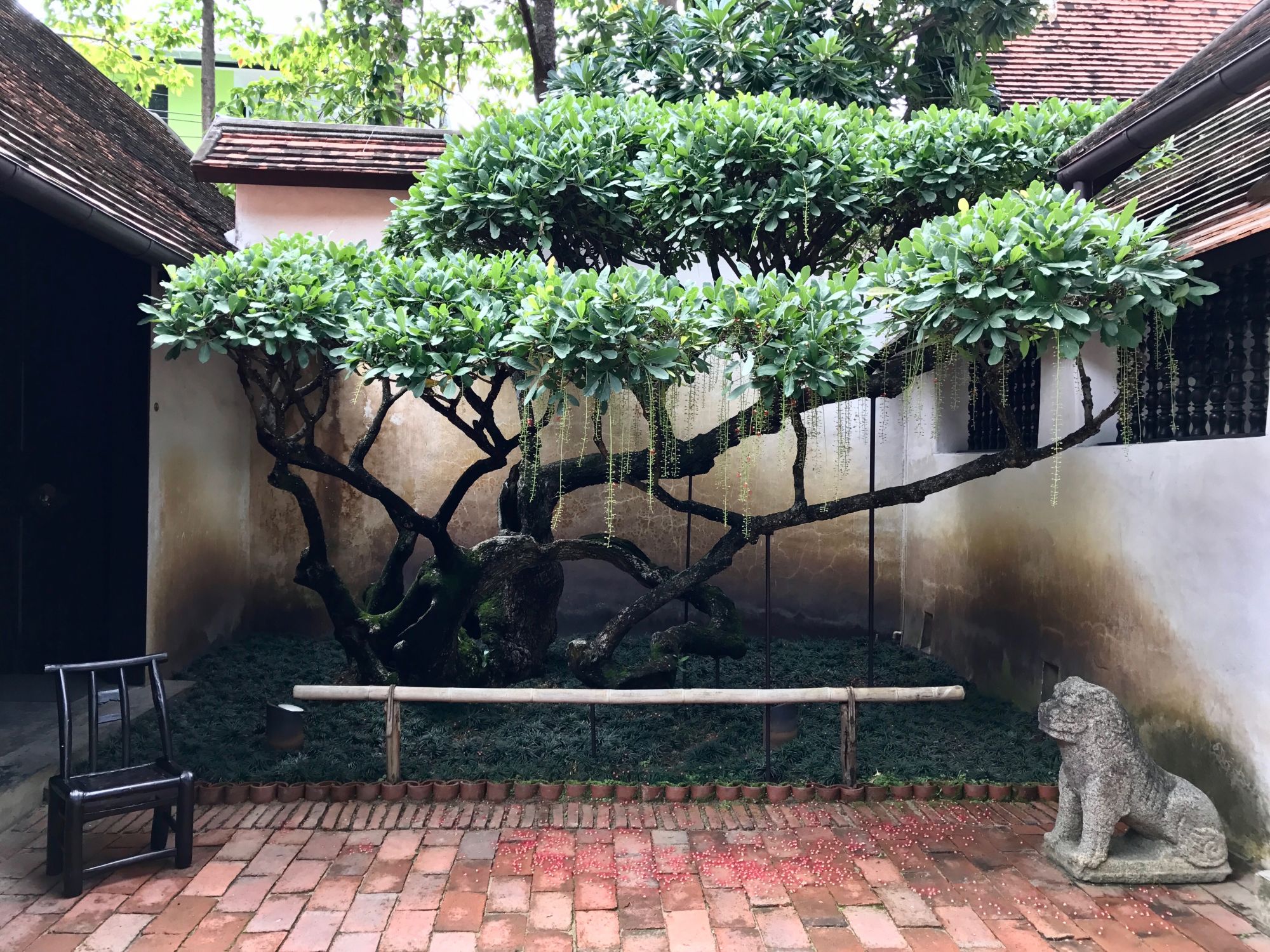 Rachamankha à Chiang Mai: oldest tree