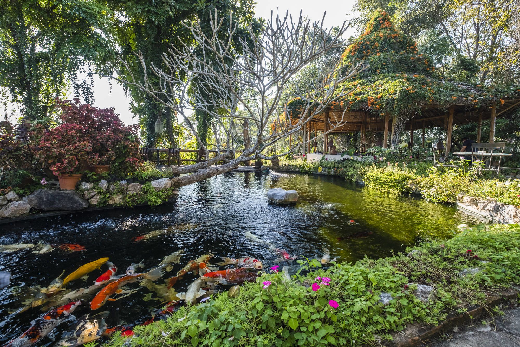 Phu Chaisai Mountain Resort in Mae Chan: Restaurant with pond
