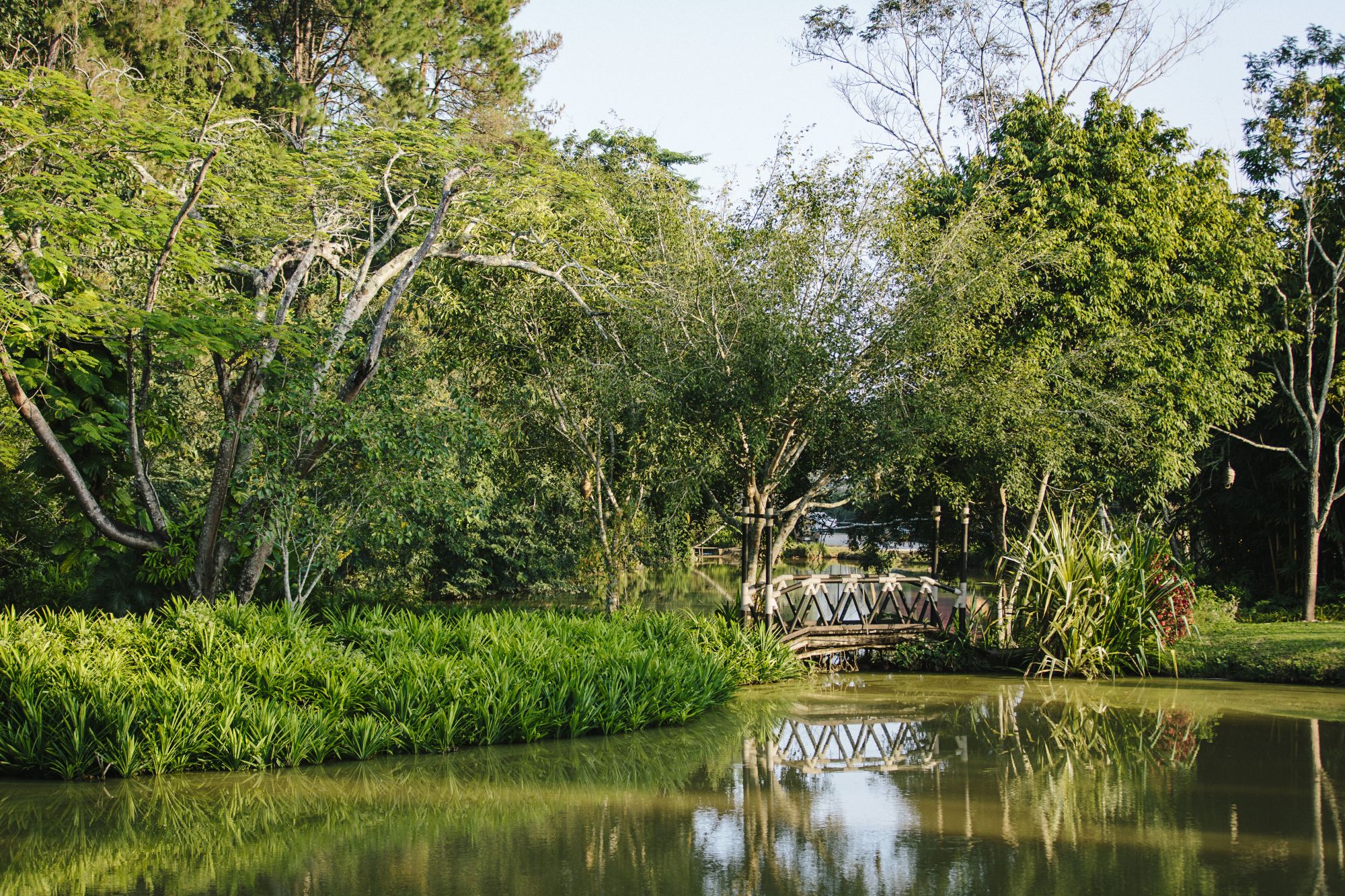 Anantara Golden Triangle Elephant Camp & Resort à Triangle d'Or: Pond