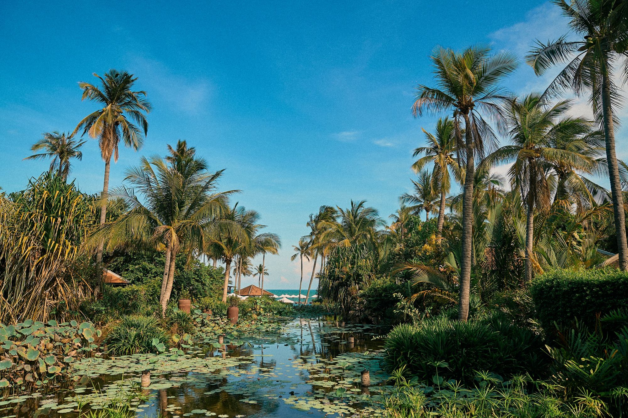 Anantara Mui Ne Resort in Phan Thiet: Lotus Pond