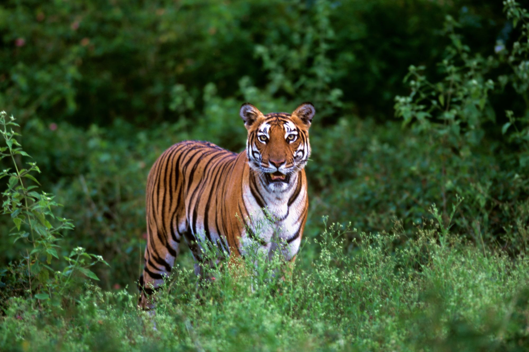 Evolve Back Kuruba Safari Lodge in Nagarhole Nationalpark: Tiger