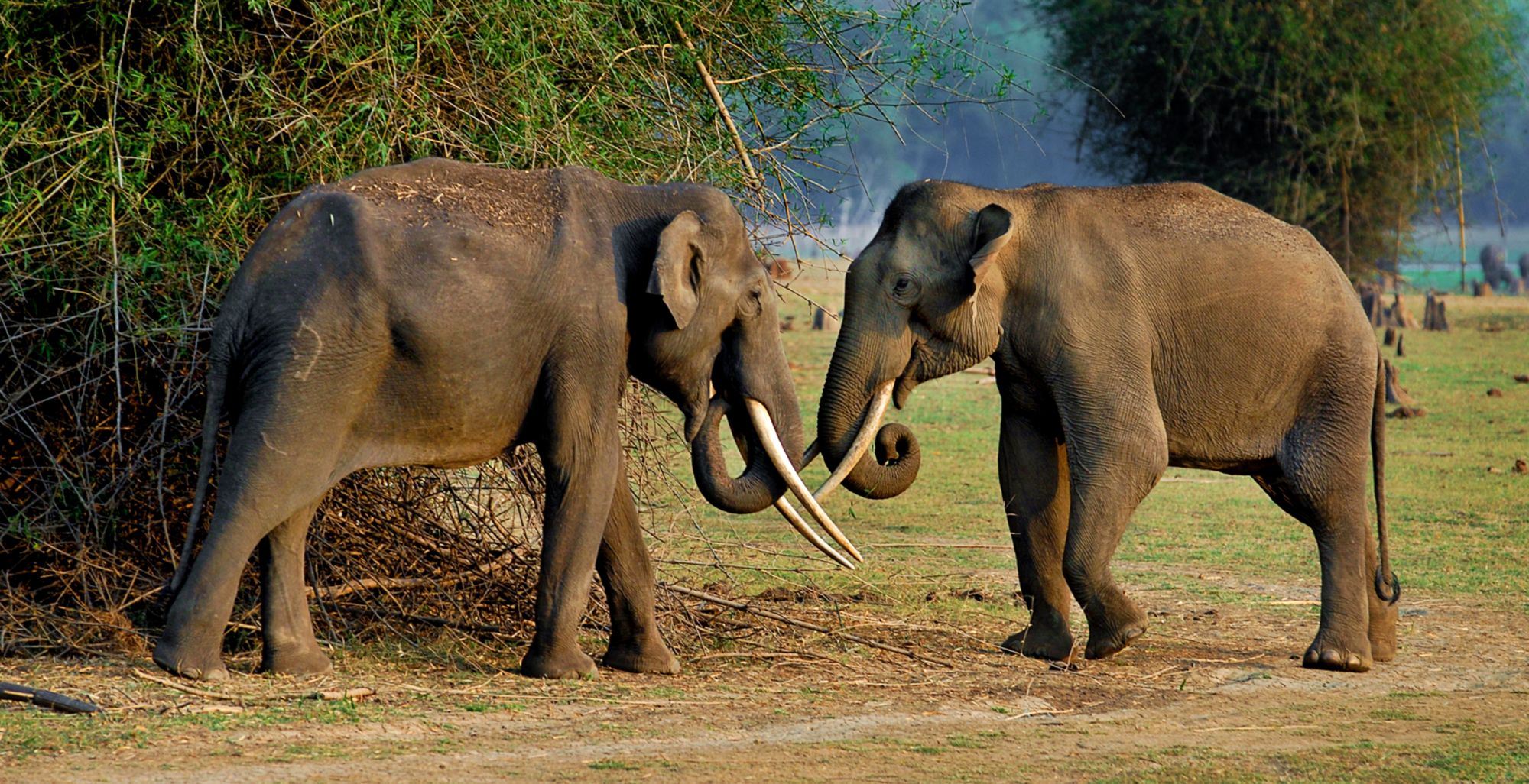 Evolve Back Kuruba Safari Lodge in Nagarhole Nationalpark: Asian Elephant