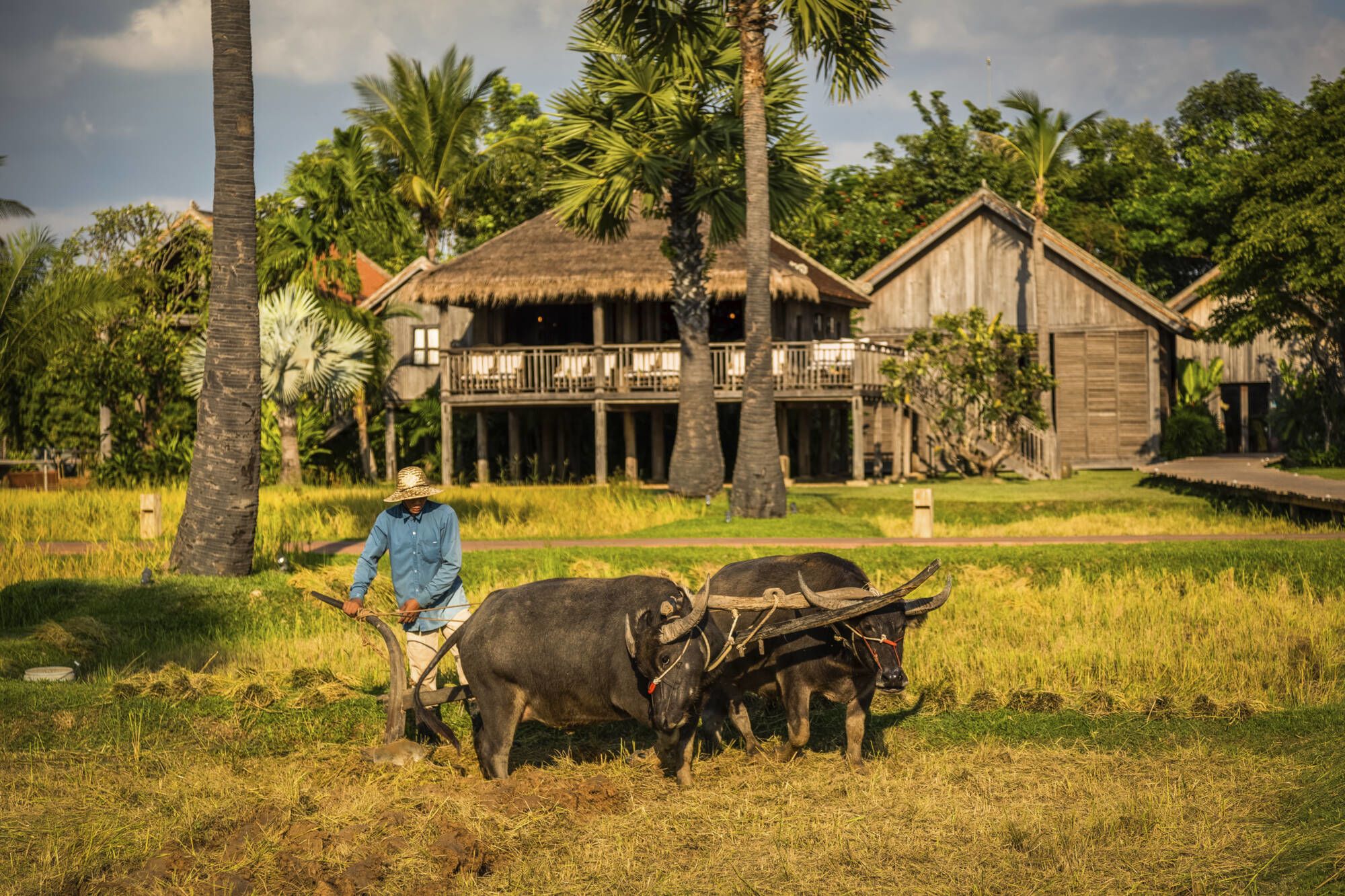 Phum Baitang in Siem Reap:  Rice Cultivation