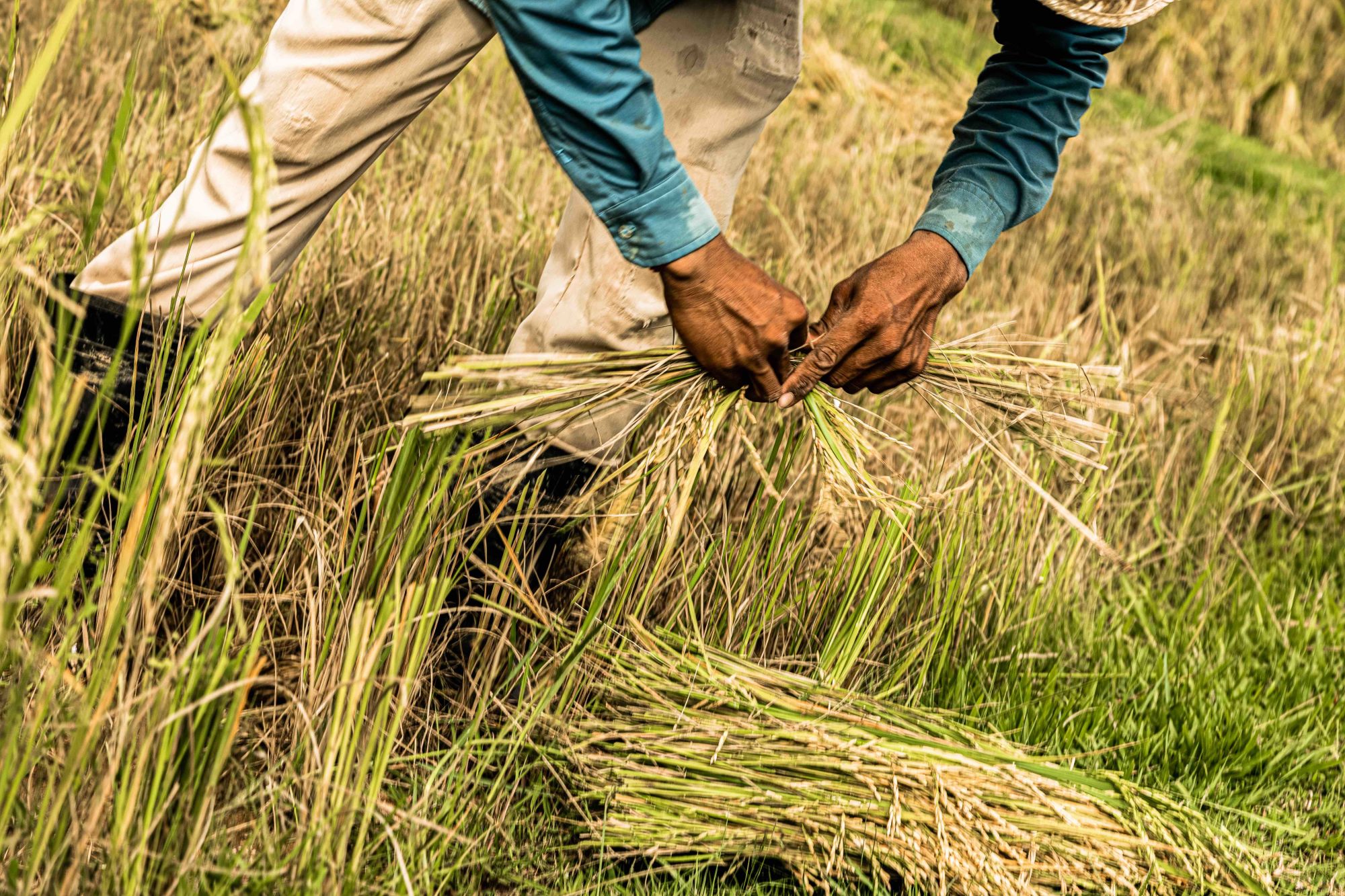 Phum Baitang in Siem Reap:  Rice Cultivation