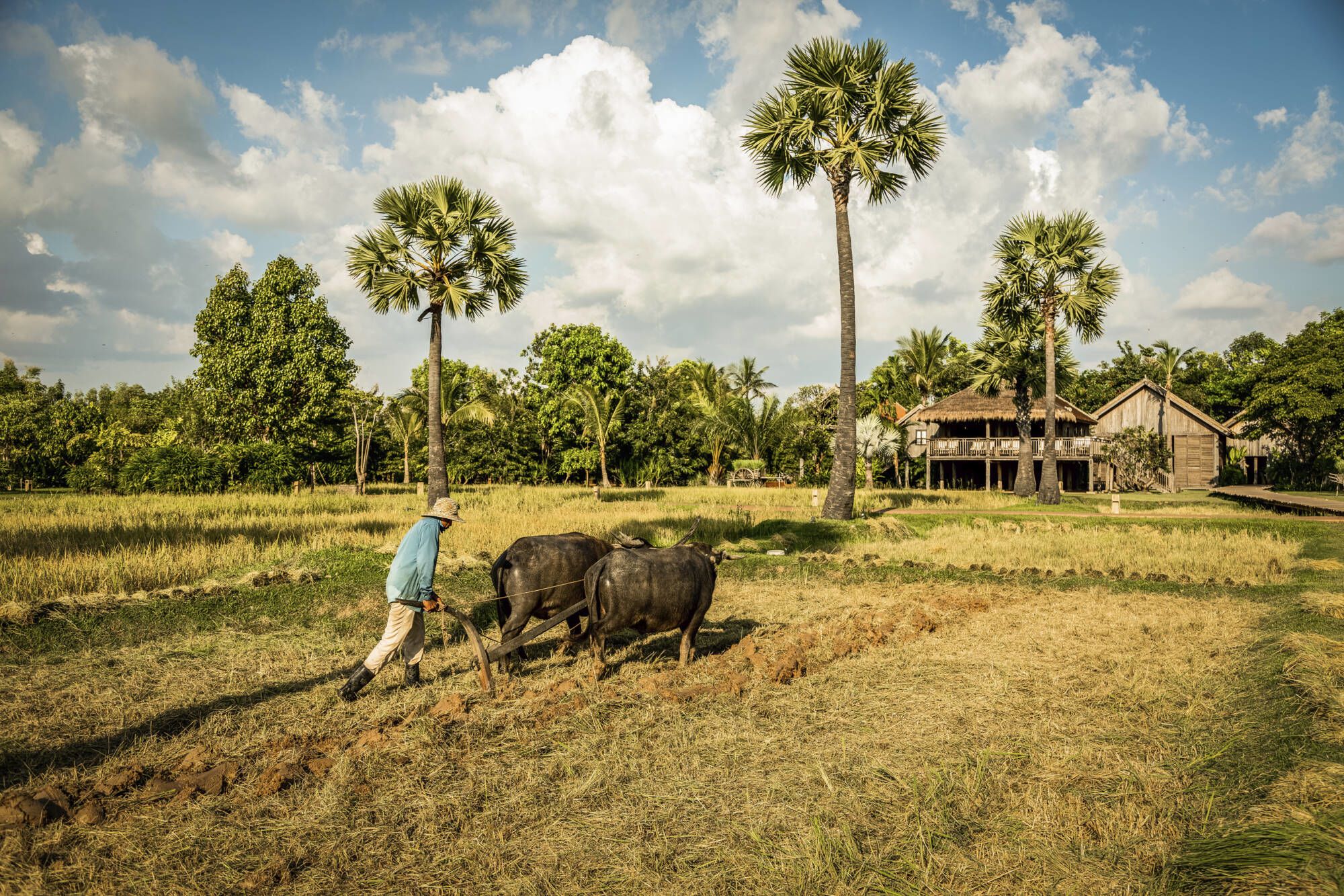 Phum Baitang in Siem Reap:  Rice Cultivation
