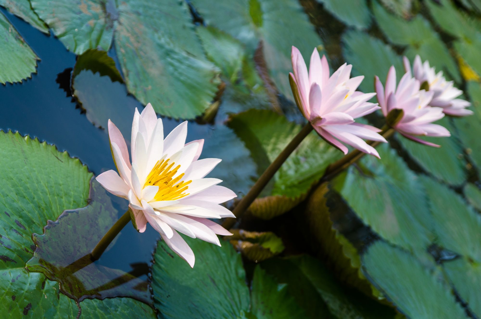 Maison Dalabua in Luang Prabang: Garden
