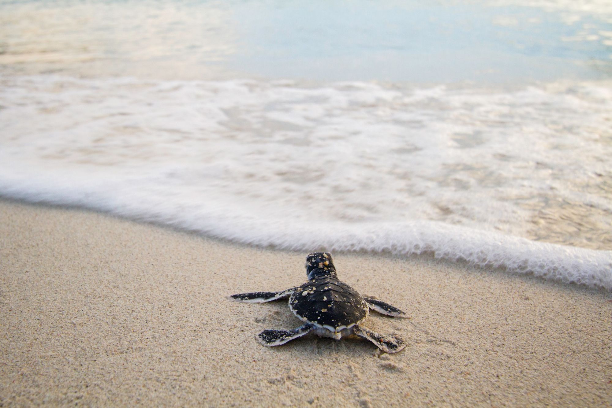 The Taaras Beach & Spa Resort à Redang: SEATRU Turtle Lab