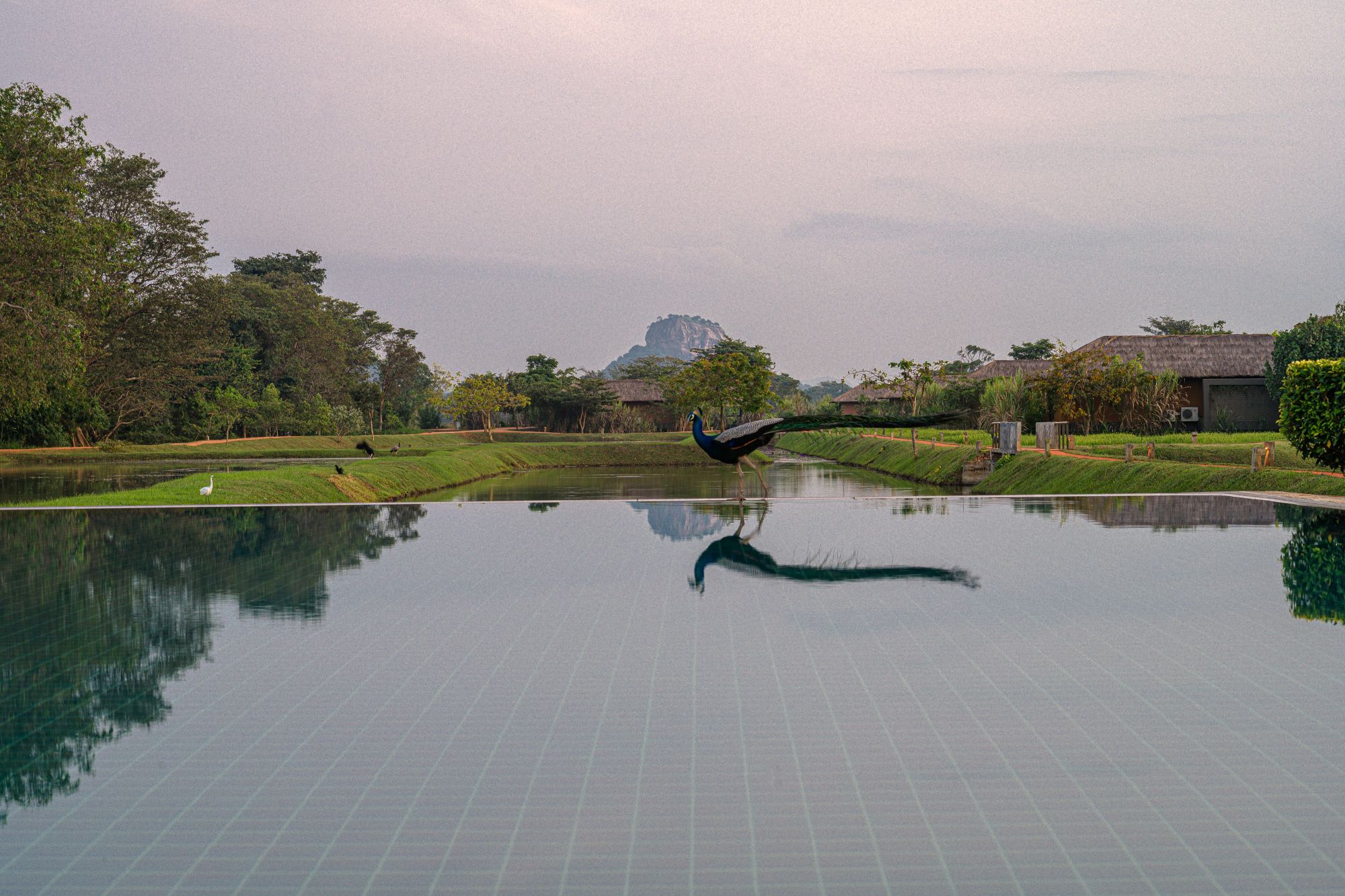Water Garden Sigiriya:  Sunset