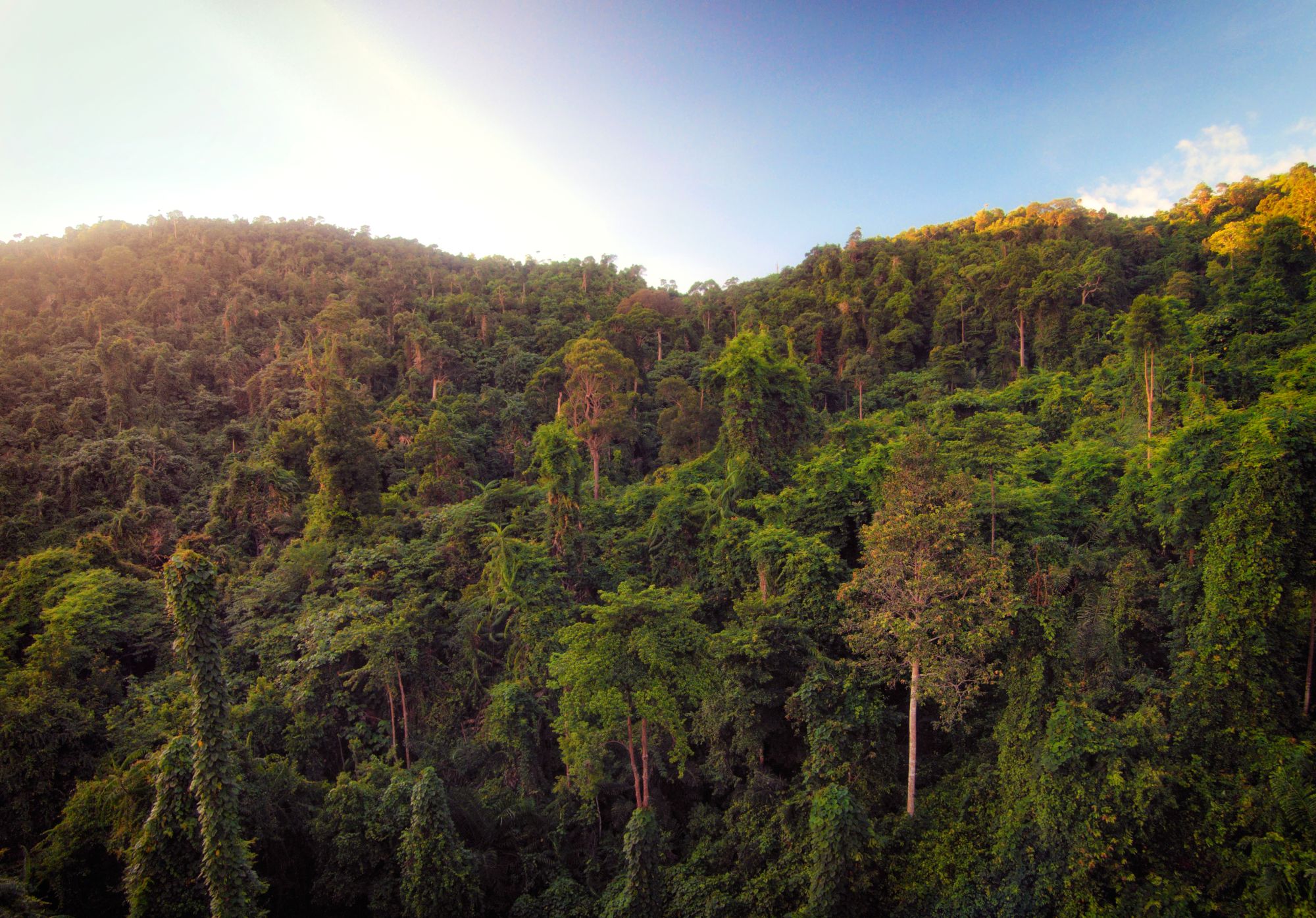 Bungaraya Island Resort in Kota Kinabalu: In the Jungle