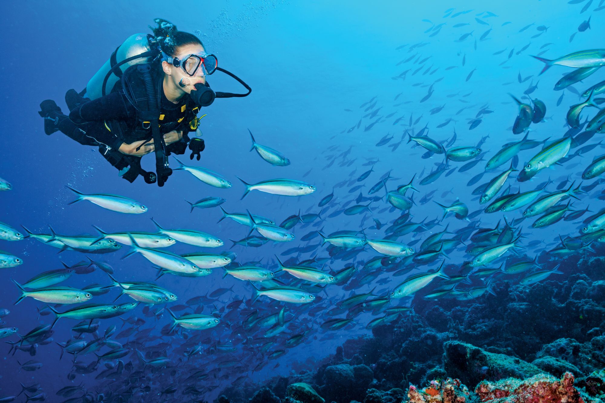 Wa Ale à Mergui Archipel: Diving