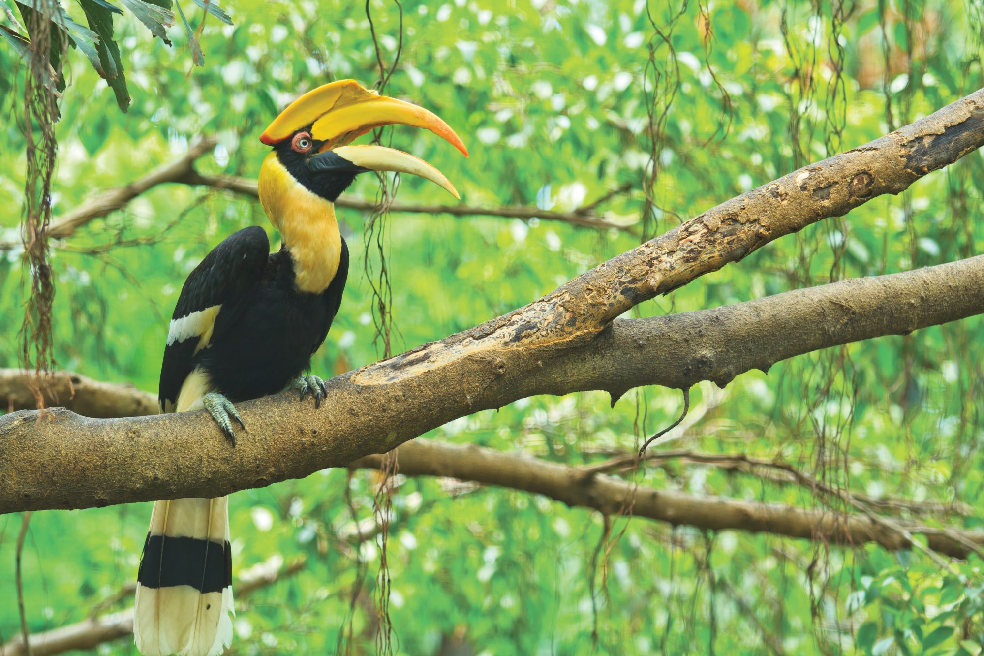 Wa Ale à Mergui Archipel: Giant-hornbill
