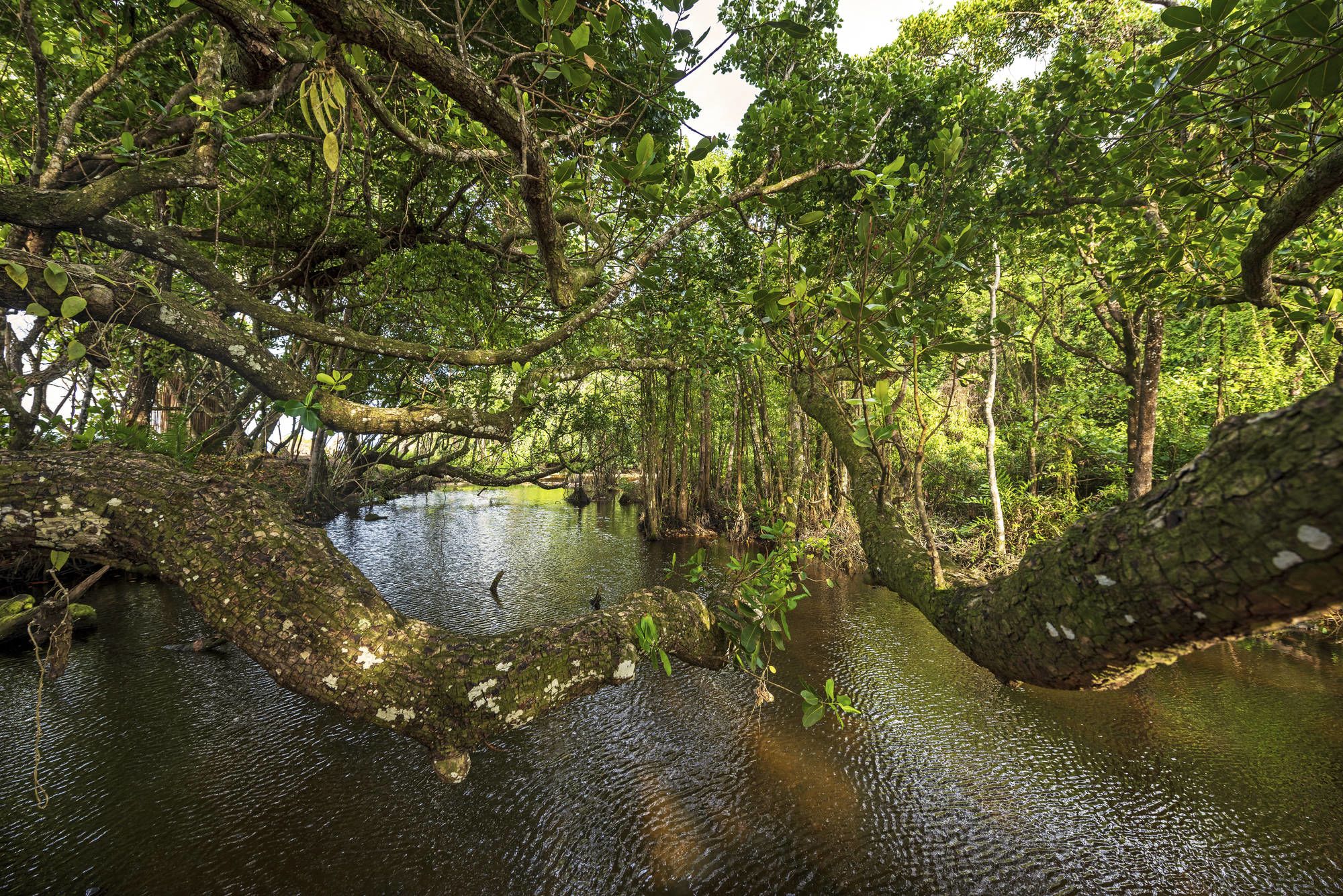 Wa Ale à Mergui Archipel: Mangrove River