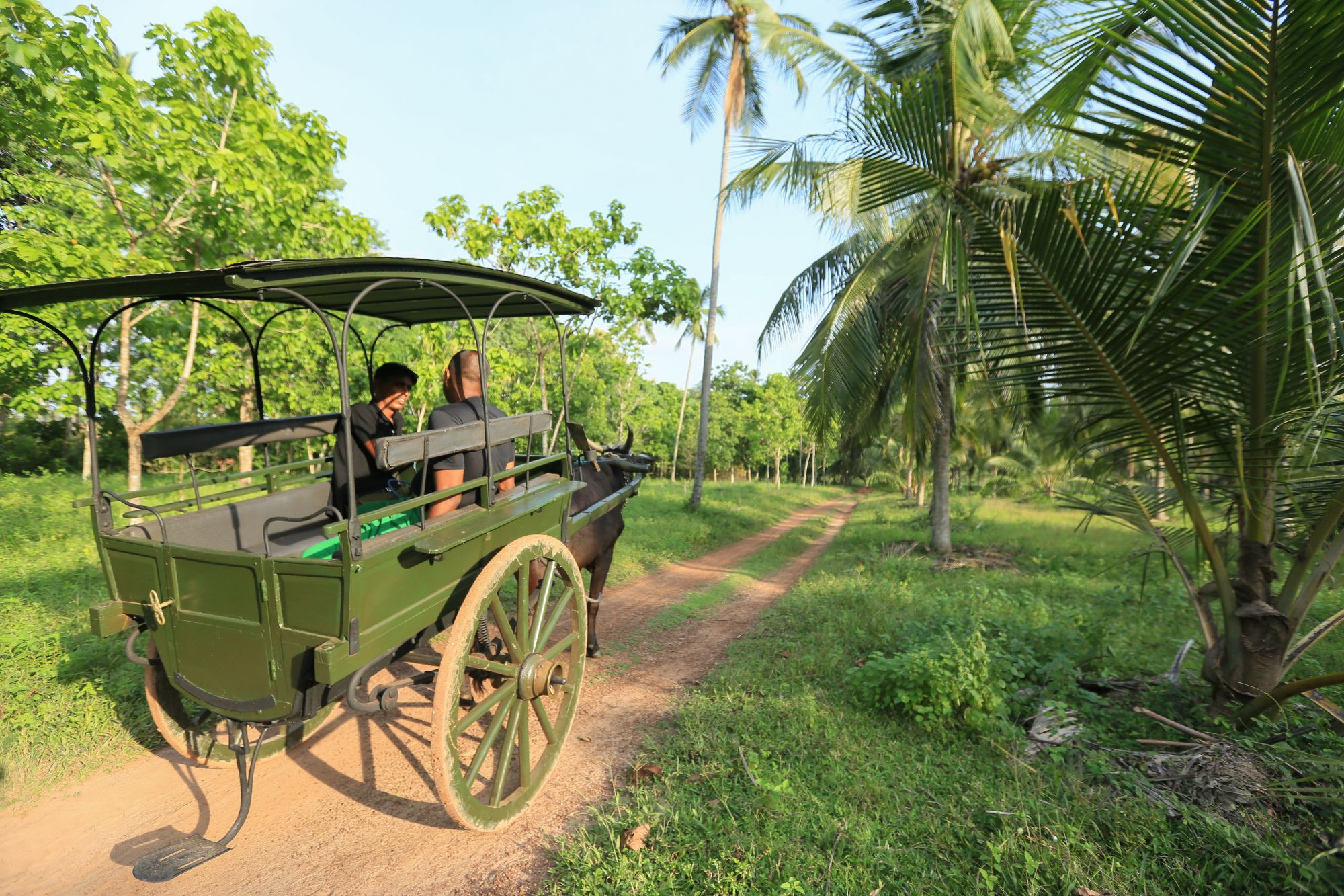 Horathapola Coconut Estate in Yakvila: bullock cart ride