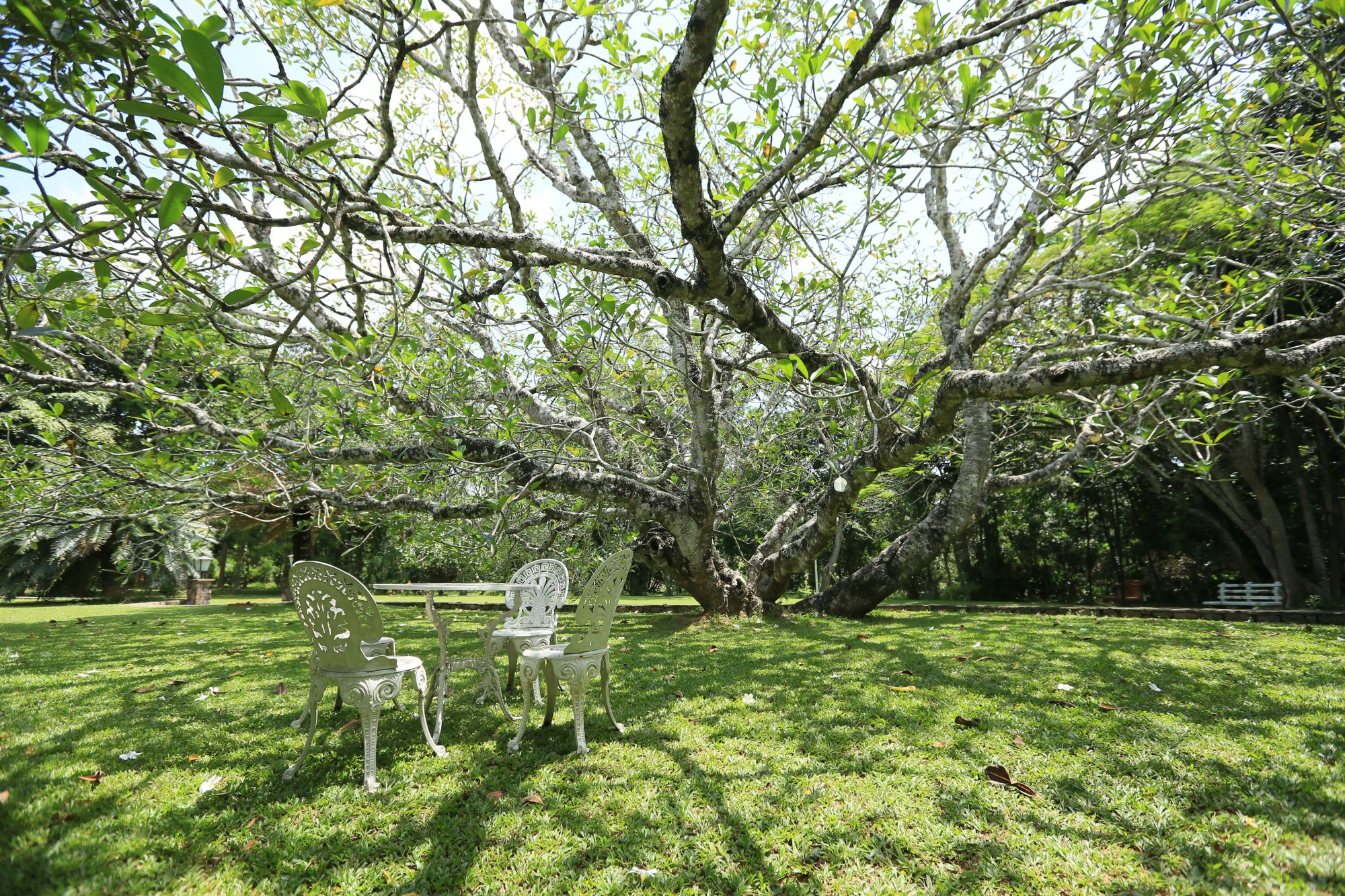 Horathapola Coconut Estate in Yakvila: garden